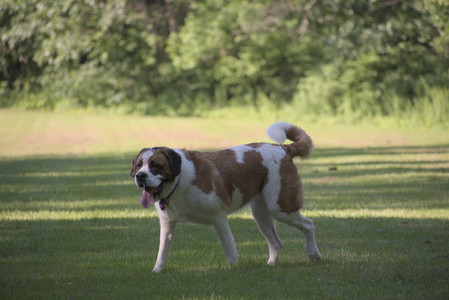 20250719_Dog park part two and baby__DSC0134_.jpg