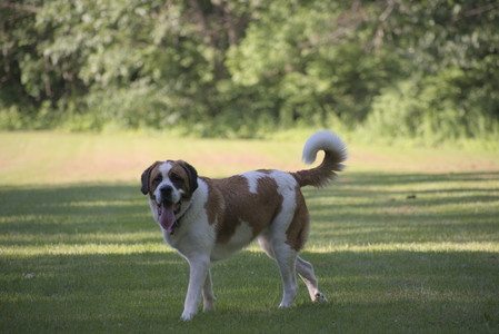 20250719_Dog park part two and baby__DSC0135_.jpg