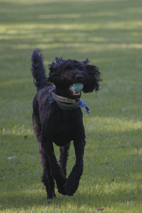 20250719_Dog park part two and baby__DSC0156_.jpg