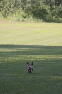20250719_Dog park part two and baby__DSC0176_.jpg