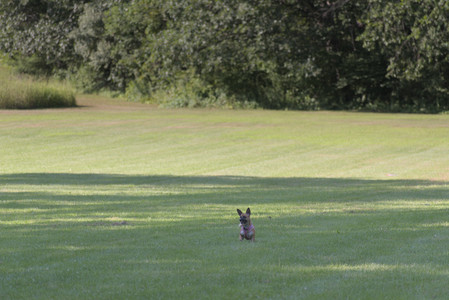 20250719_Dog park part two and baby__DSC0183_.jpg
