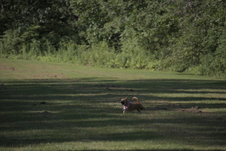 20250719_Dog park part two and baby__DSC0191_.jpg