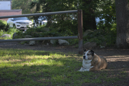 20250719_Dog park part two and baby__DSC0219_.jpg