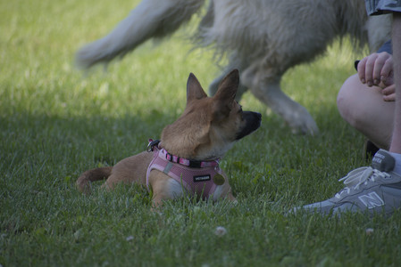 20250719_Dog park part two and baby__DSC0235_.jpg