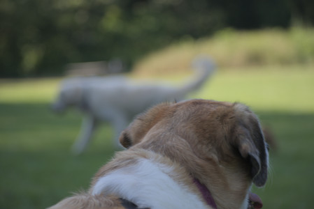 20250719_Dog park part two and baby__DSC0240_.jpg