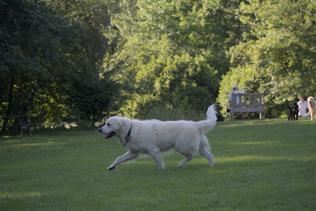 20250719_Dog park part two and baby__DSC0241_.jpg