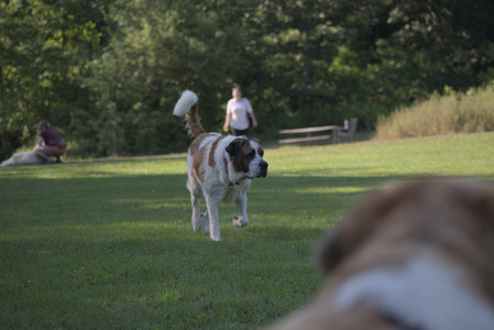 20250719_Dog park part two and baby__DSC0253_.jpg