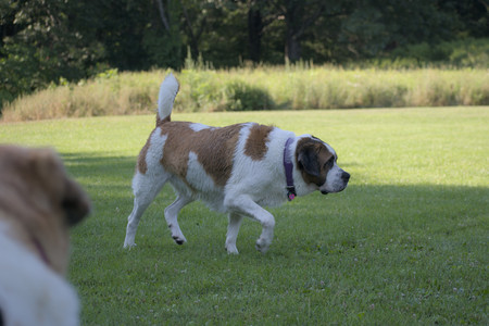 20250719_Dog park part two and baby__DSC0256_.jpg
