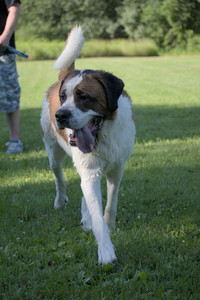 20250719_Dog park part two and baby__DSC0265_.jpg