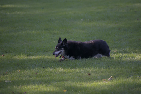 20250719_Dog park part two and baby__DSC0269_.jpg