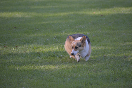 20250719_Dog park part two and baby__DSC0272_.jpg