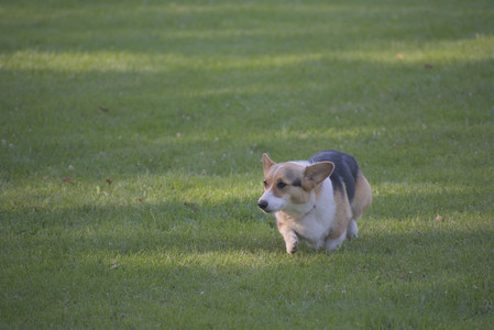 20250719_Dog park part two and baby__DSC0273_.jpg