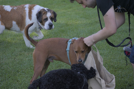 20250719_Dog park part two and baby__DSC0282_.jpg