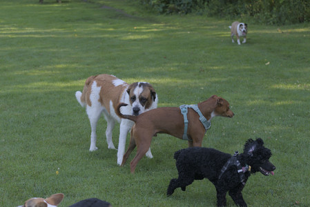 20250719_Dog park part two and baby__DSC0291_.jpg