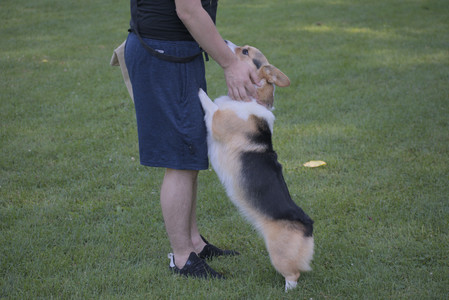 20250719_Dog park part two and baby__DSC0294_.jpg