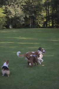 20250719_Dog park part two and baby__DSC0296_.jpg