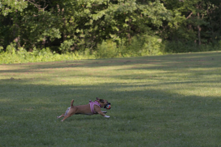 20250719_Dog park part two and baby__DSC0306_.jpg