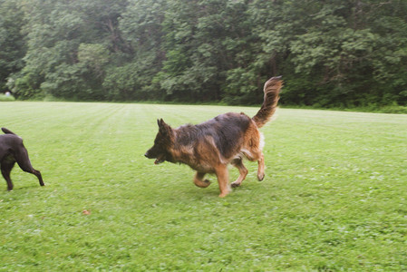 20250719_Film dog park also_000059970004_.jpg