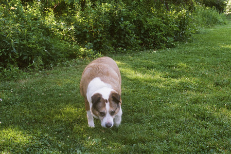 20250719_Film dog park also_000059970019_.jpg