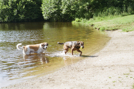 20250719_Film dog park_000059960013_.jpg