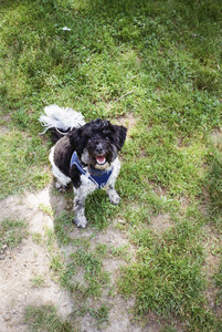 20250719_Film dog park_000059960014_.jpg