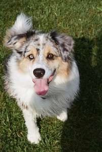 20250719_Film dog park_000059960016_.jpg