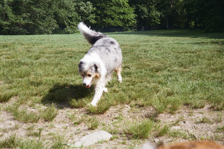 20250719_Film dog park_000059960019_.jpg