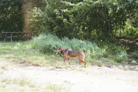20250719_Film dog park_000059960020_.jpg