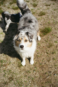 20250719_Film dog park_000059960021_.jpg