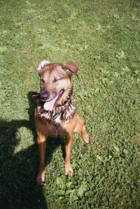 20250719_Film dog park_000059960022_.jpg