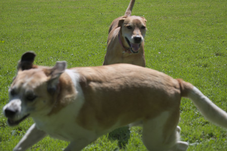 20250719_Flowers and dog park__DSC0051_.jpg