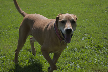 20250719_Flowers and dog park__DSC0052_.jpg