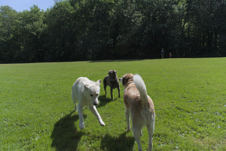 20250719_Flowers and dog park__DSC0058_.jpg