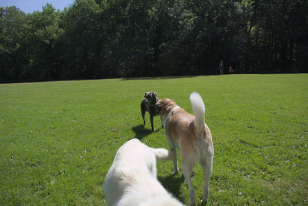 20250719_Flowers and dog park__DSC0059_.jpg