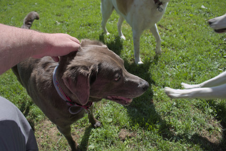 20250719_Flowers and dog park__DSC0061_.jpg