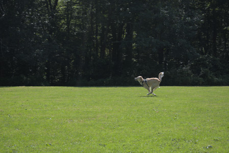 20250719_Flowers and dog park__DSC0062_.jpg