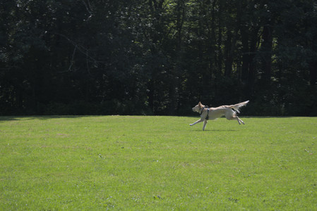 20250719_Flowers and dog park__DSC0063_.jpg