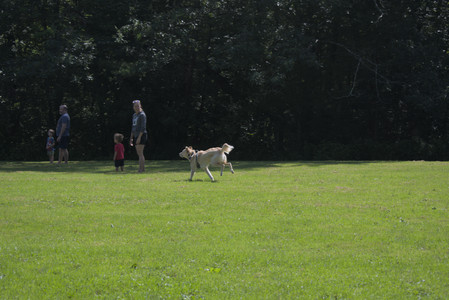 20250719_Flowers and dog park__DSC0064_.jpg