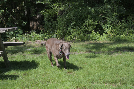 20250719_Flowers and dog park__DSC0070_.jpg