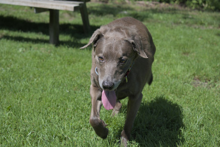 20250719_Flowers and dog park__DSC0072_.jpg