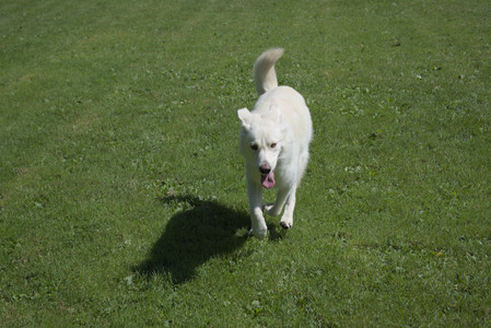 20250719_Flowers and dog park__DSC0077_.jpg