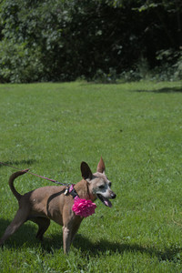 20250719_Flowers and dog park__DSC0084_.jpg