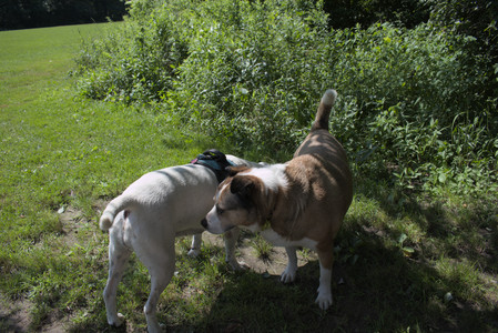 20250719_Flowers and dog park__DSC0087_.jpg