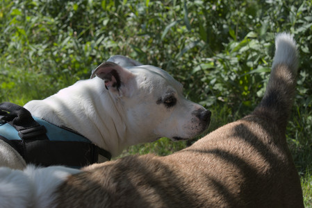 20250719_Flowers and dog park__DSC0088_.jpg