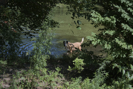 20250719_Flowers and dog park__DSC0089_.jpg