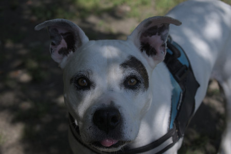 20250719_Flowers and dog park__DSC0097_.jpg