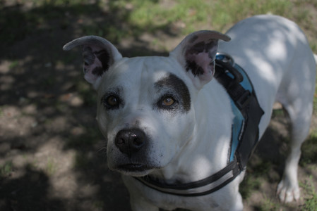 20250719_Flowers and dog park__DSC0101_.jpg