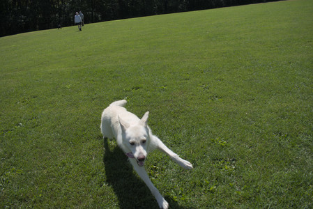 20250719_Flowers and dog park__DSC0109_.jpg