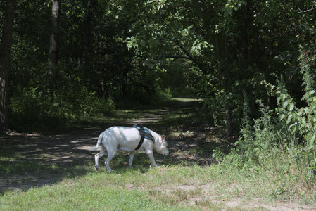 20250719_Flowers and dog park__DSC0115_.jpg