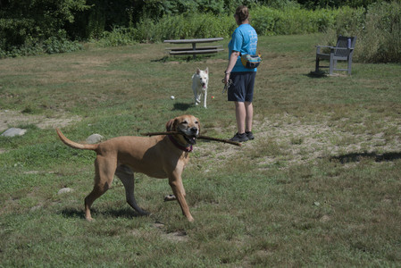 20250719_Flowers and dog park__DSC0129_.jpg